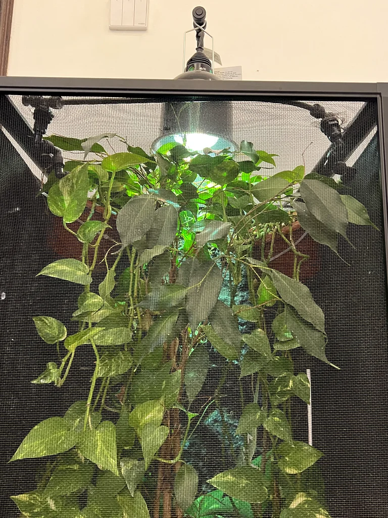 BIOACTIVE CHAMELEON INCLOSURE63265104445314112