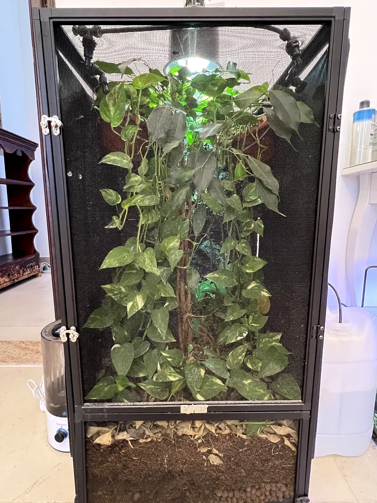 BIOACTIVE CHAMELEON INCLOSURE63265104445314111