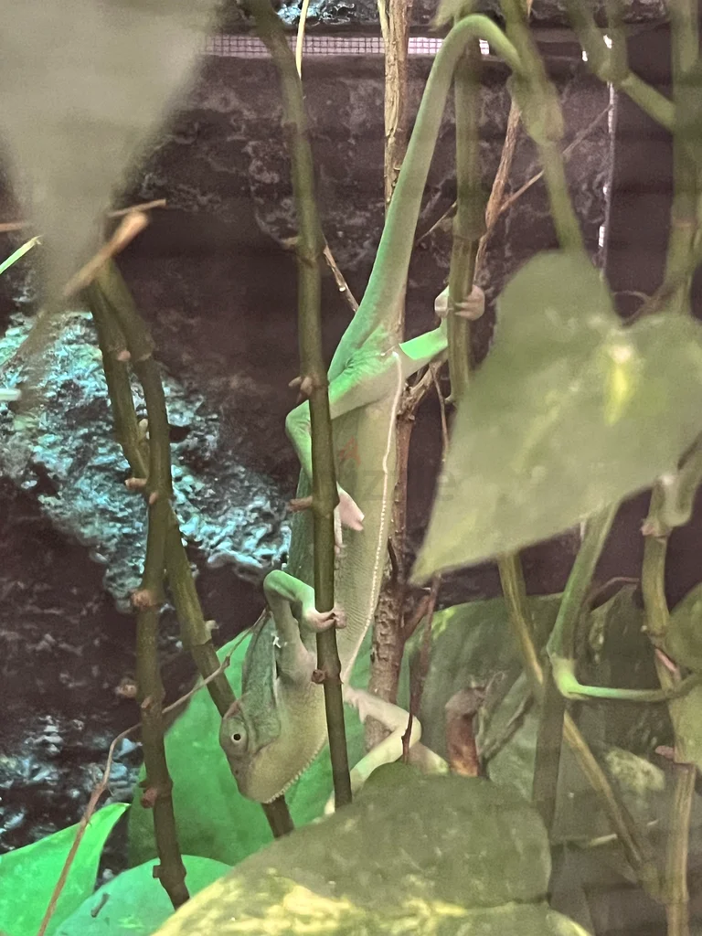 BIOACTIVE CHAMELEON INCLOSURE632651044453141126