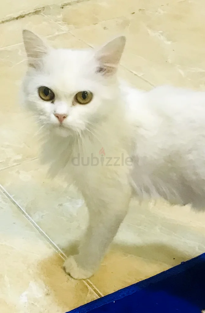 قطة أنثى تبحث عن منزل جديد، لطيفة جداً، وودودة ويمكنها تناول الطعام المنزلي والطعام الجاف.632316867187221128