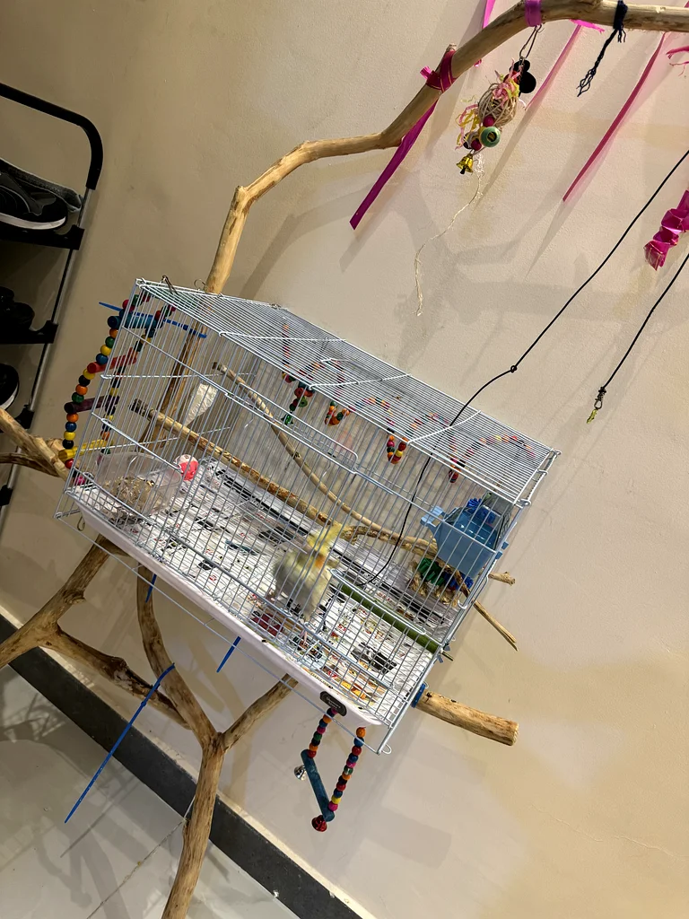 Stylish Bird Cage with hand made wooden stick and Accessories63231685630211110
