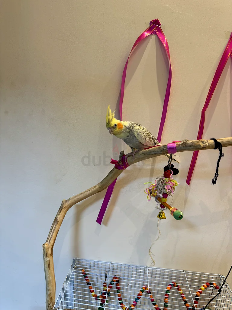 Stylish Bird Cage with hand made wooden stick and Accessories63231685630211111