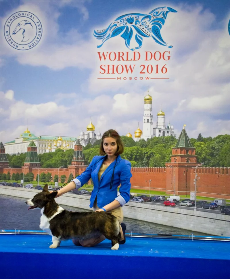 Pet Boarding Business Bay62866839027585112