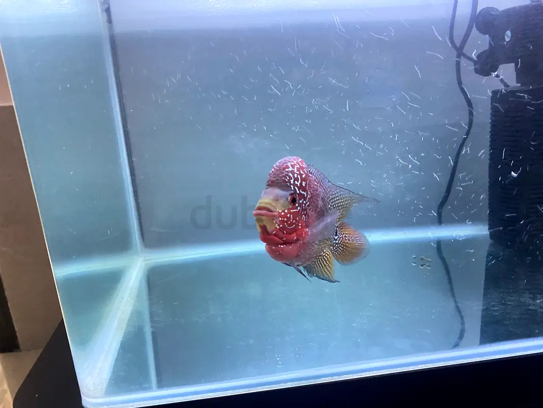 Fish Tank63232648821762115