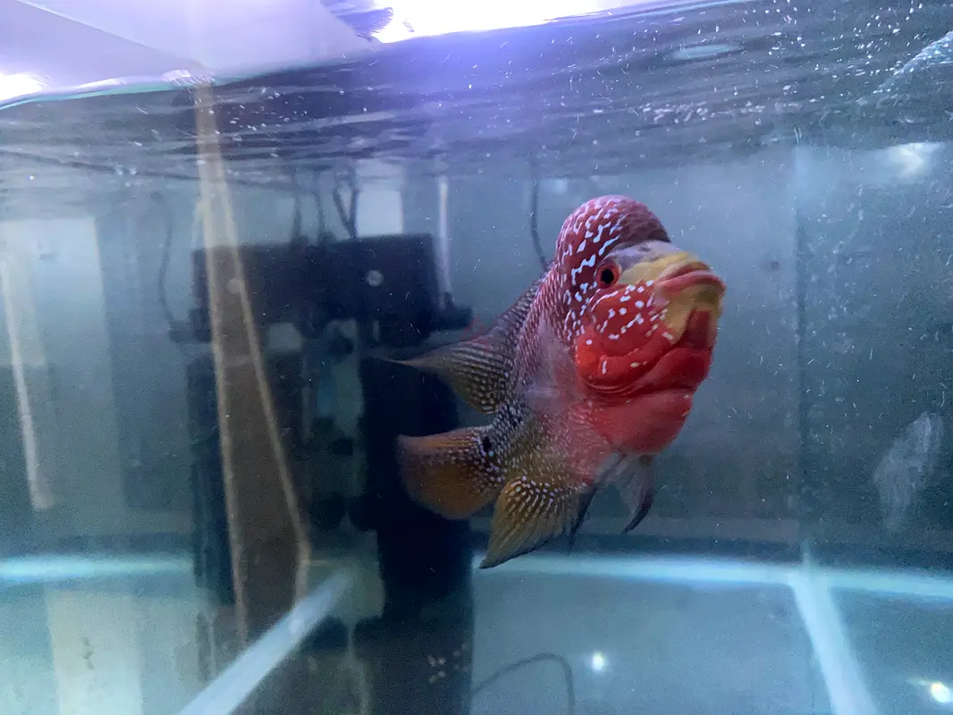 Fish Tank63232648821762114