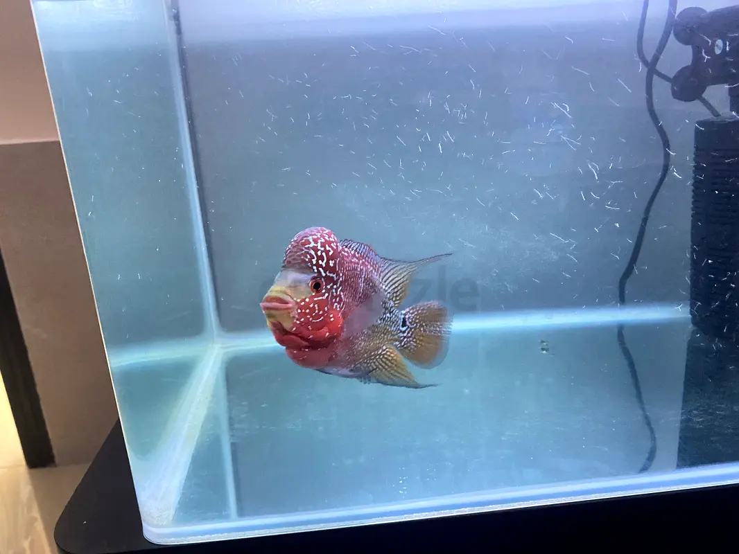 Fish Tank63232648821762112