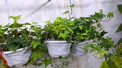 Lush Green Ivy Plants in Elegant White Hanging Pots