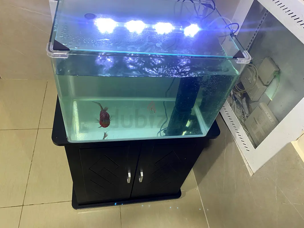 Fish Tank63232648821762111