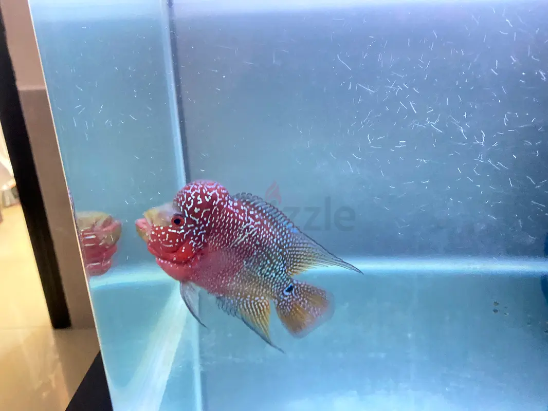 Fish Tank63232648821762116