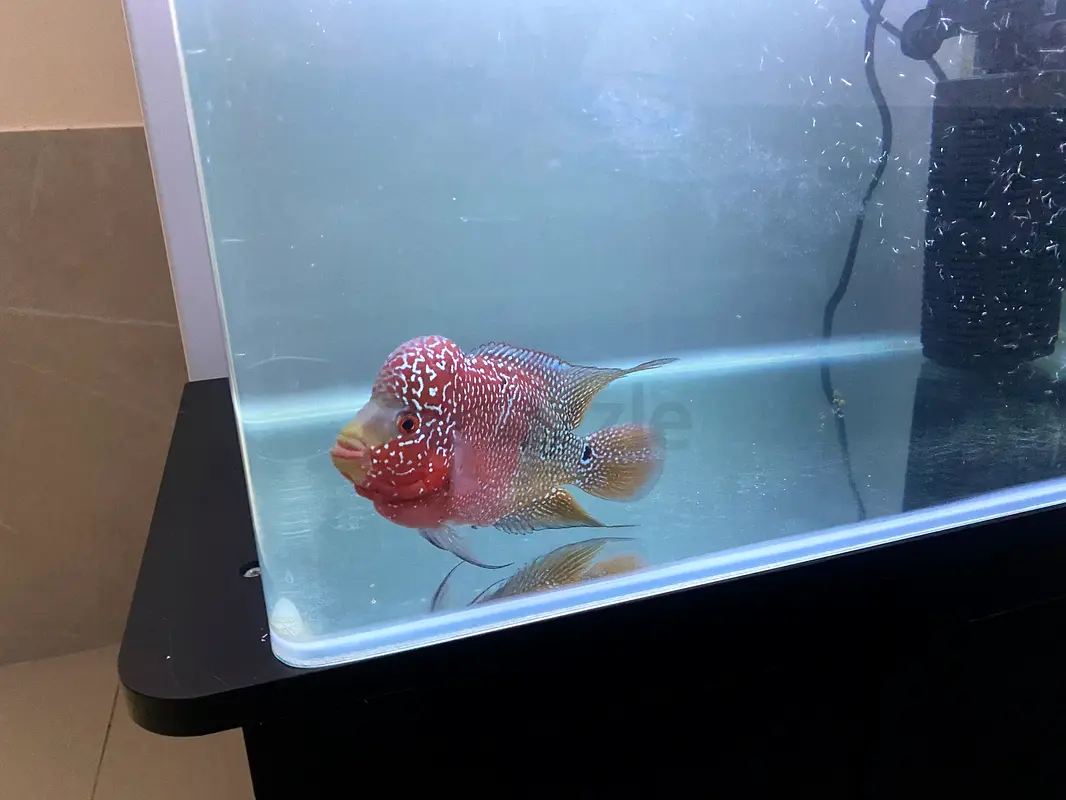 Fish Tank63232648821762113