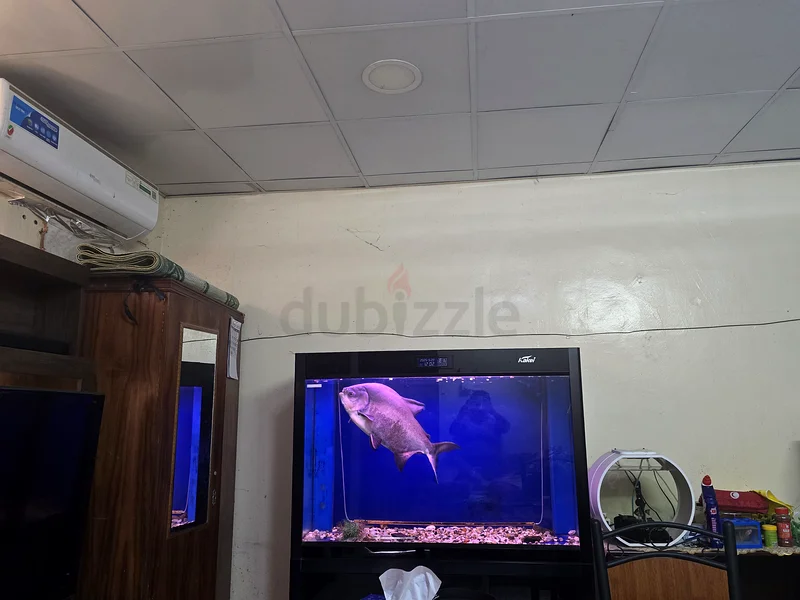 كاكاي، حوض سمك كبير مع أسماك كبيرة متوفرة للبيع62929657953409116