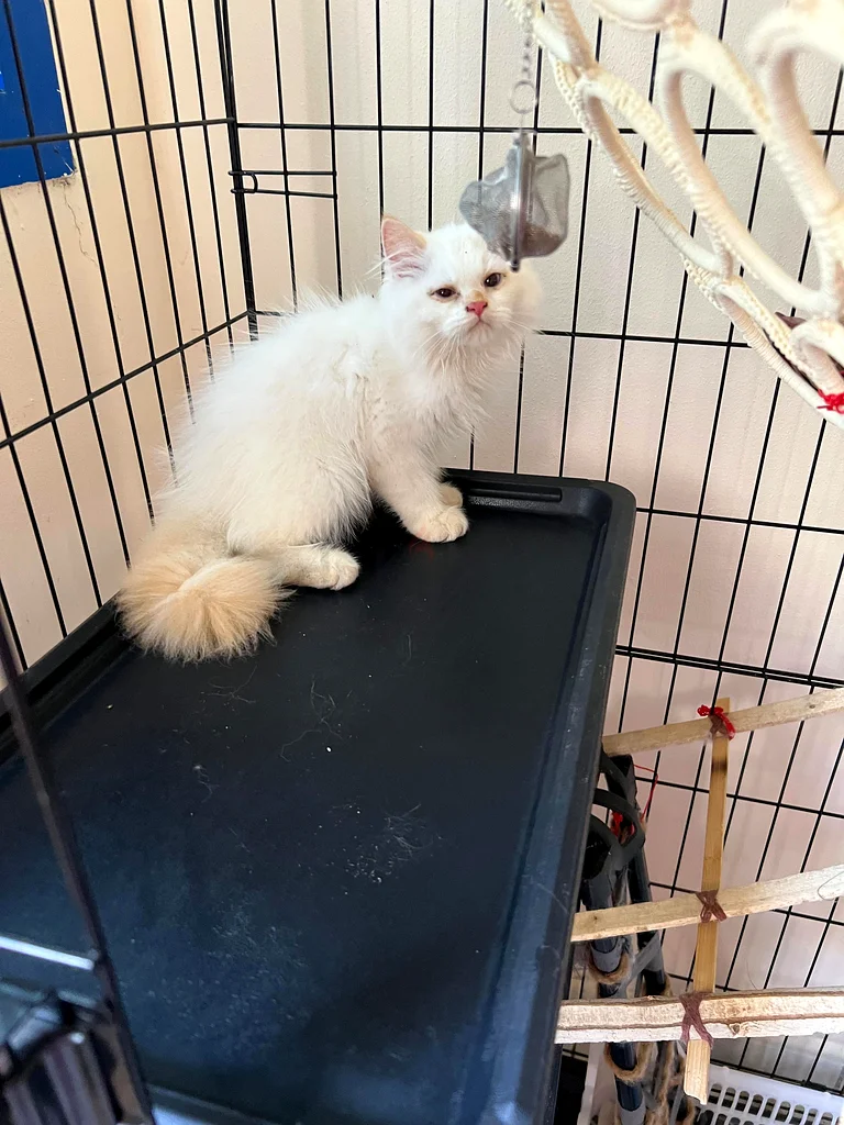 Himalayan kitten for free adoption63438163407107112