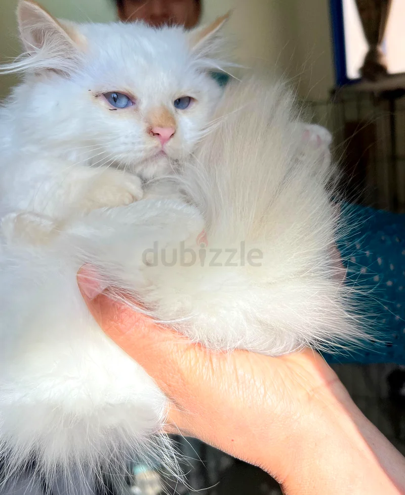 Himalayan kitten for free adoption63438163407107111