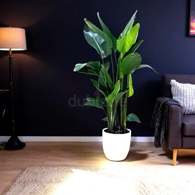 Birds of paradise plant in ceramic pot (Indoor plant)