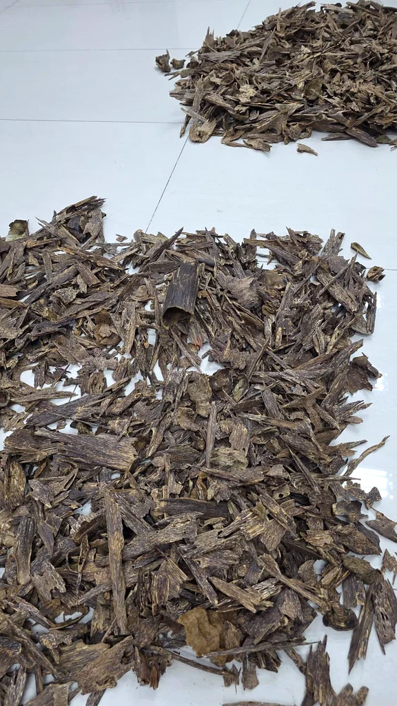 Oudh Indonesia63221347710595111