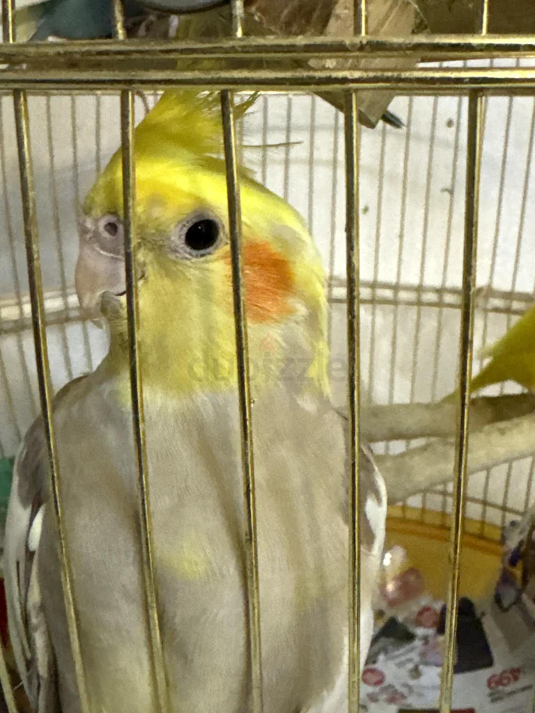 Bird cage for sale with free birds63232161822978112