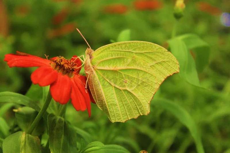DUBAI BUTTERFLY GARDEN - 3ADULT + 2CHILD - 15% DISCOUNT OPEN DATED62929655893890113