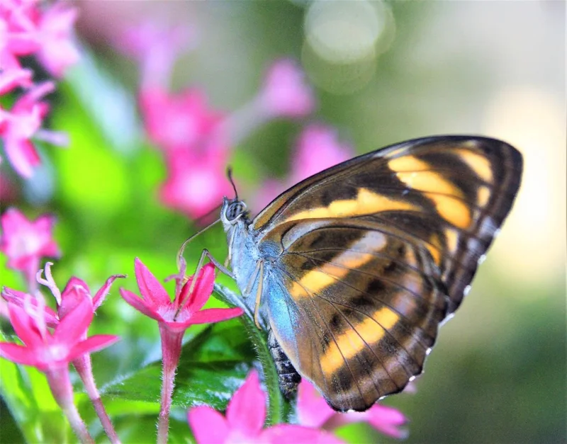 DUBAI BUTTERFLY GARDEN - 3ADULT + 2CHILD - 15% DISCOUNT OPEN DATED62929655893890111