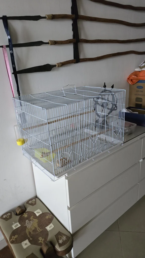 Spacious Bird Cage with Canaries for Rehoming!62930650217218112