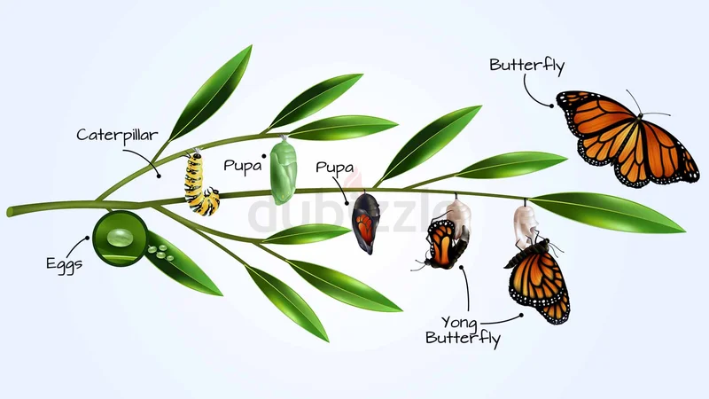 DUBAI BUTTERFLY GARDEN - 3ADULT + 2CHILD - 15% DISCOUNT OPEN DATED62929655893890112