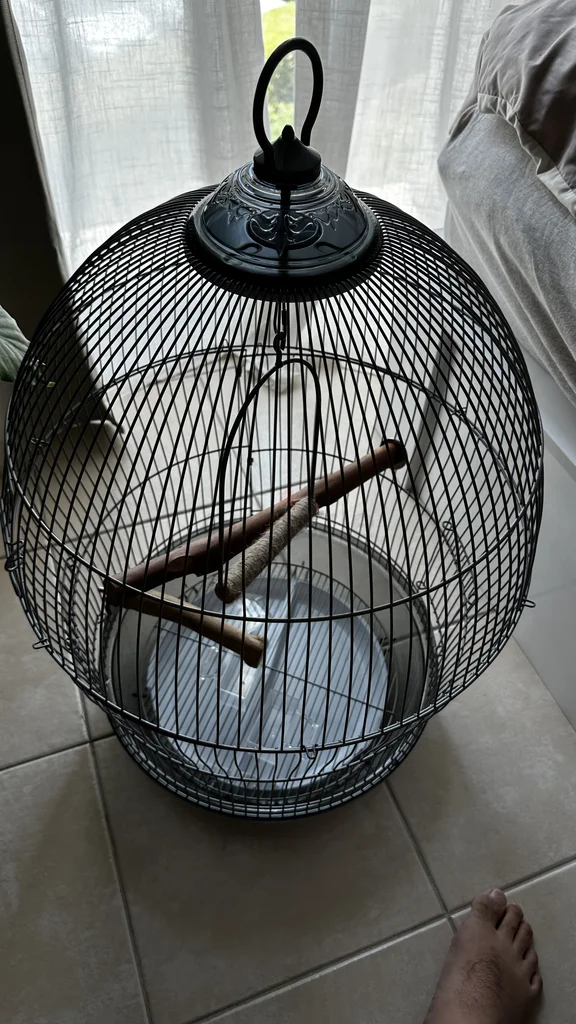 Bird cage629306502233631111