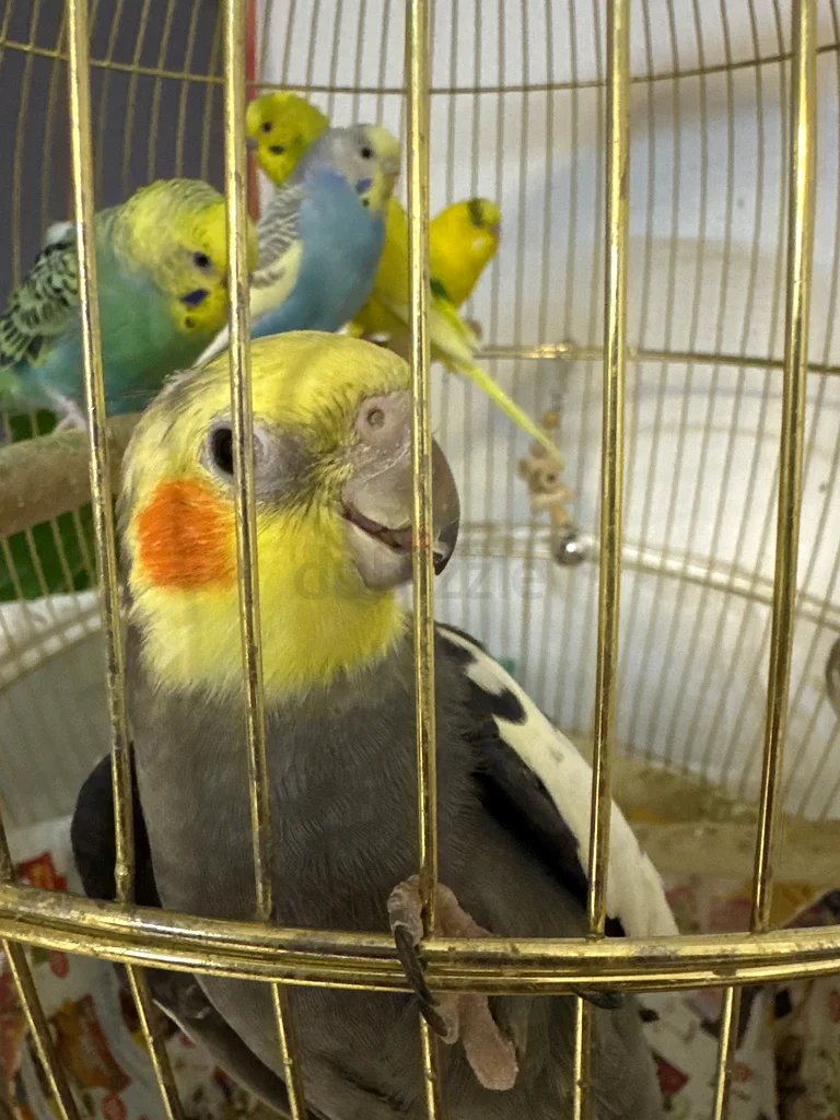 Bird cage for sale with free birds63232161822978111
