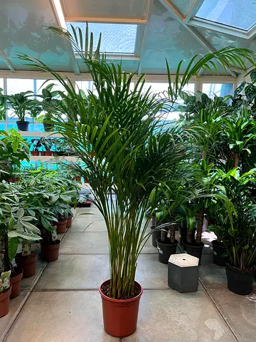 Areca Palm - Majestic Indoor Palm Plant - Perfect for Home Decor!