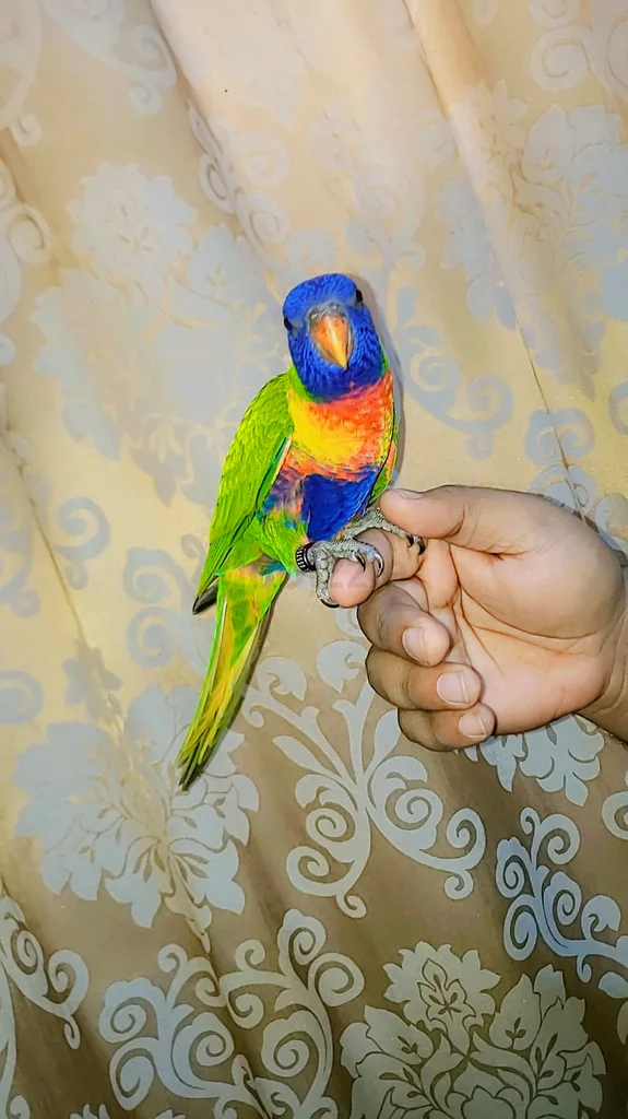 Rainbow Lori friendly and tamed 7 months63235115274881113
