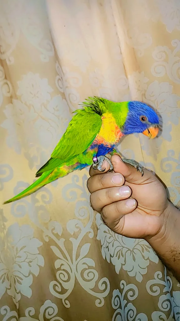 Rainbow Lori friendly and tamed 7 months632351152748811113