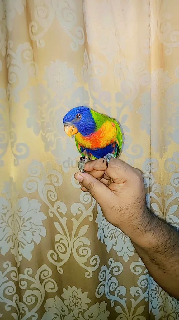 Rainbow Lori friendly and tamed 7 months63235115274881112