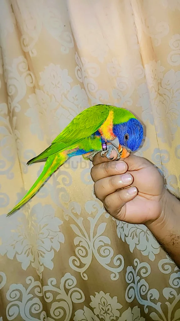 Rainbow Lori friendly and tamed 7 months63235115274881111