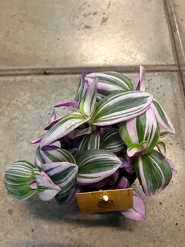 Tradescantia Nanouk - Indoor Plant