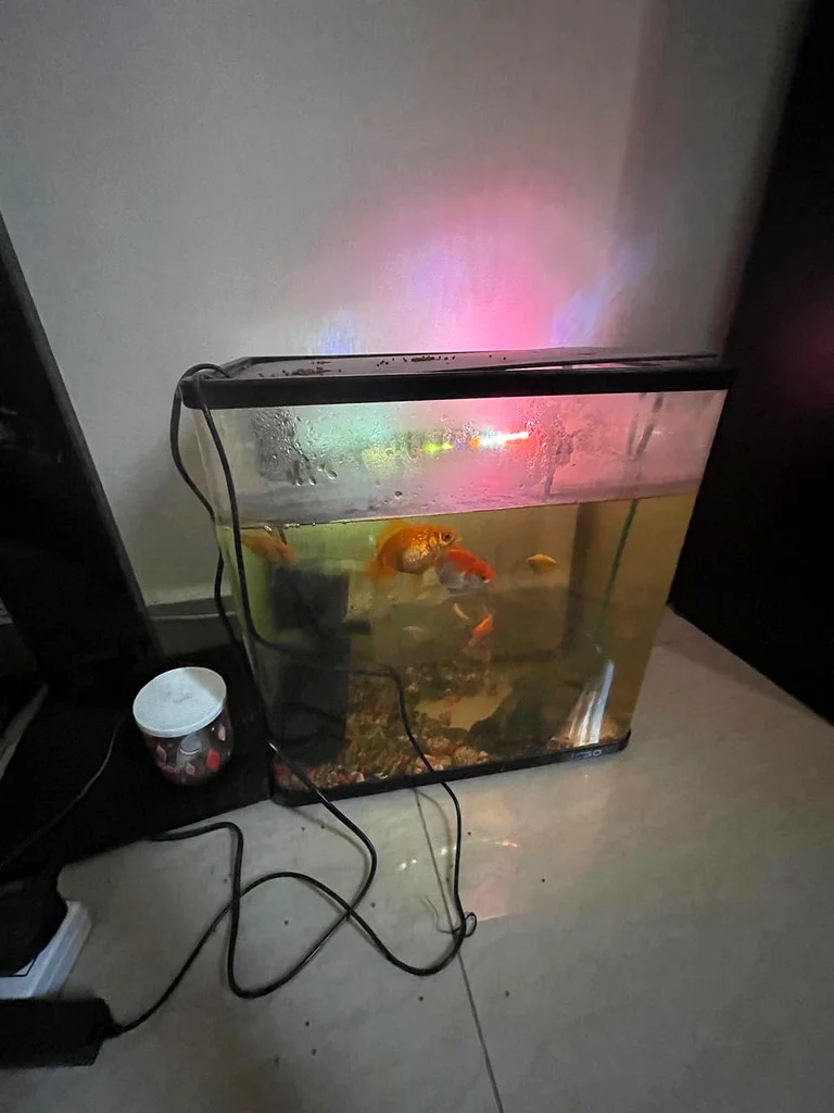 Fish Tank filer with 9 fishes63264077391875111