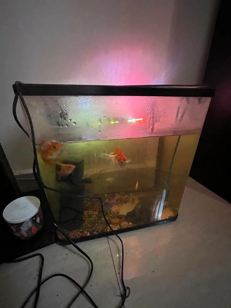 Fish Tank filer with 9 fishes63264077391875114