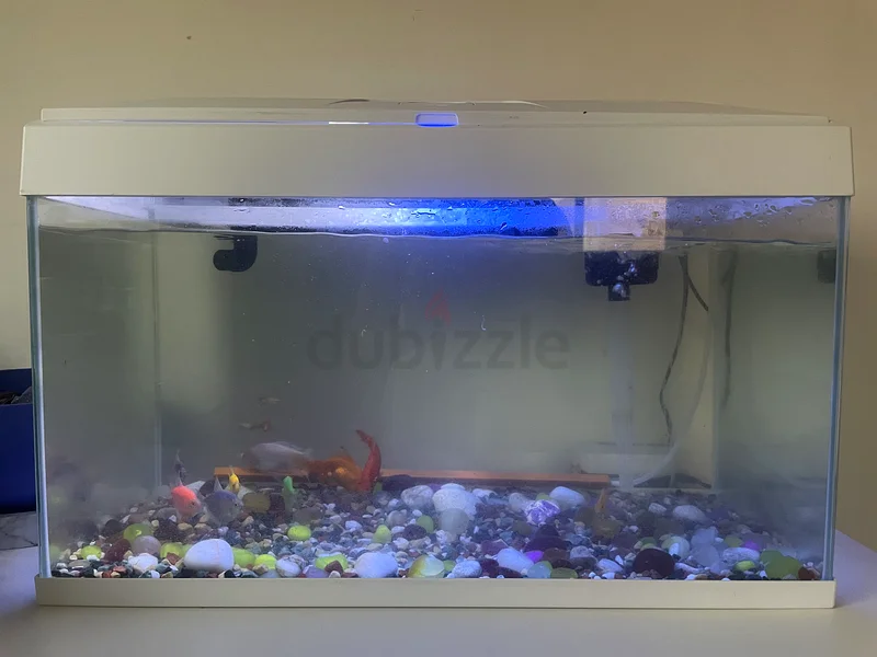 New White Aquarium for Sale632640768794901115