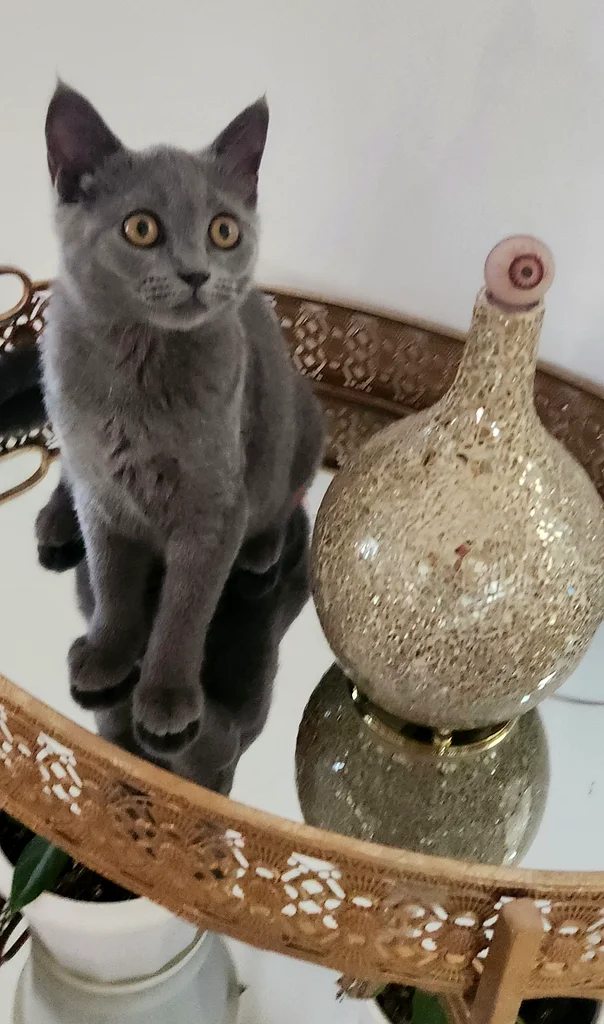 أنثى قط بريطاني قصير الشعر63231686706049117