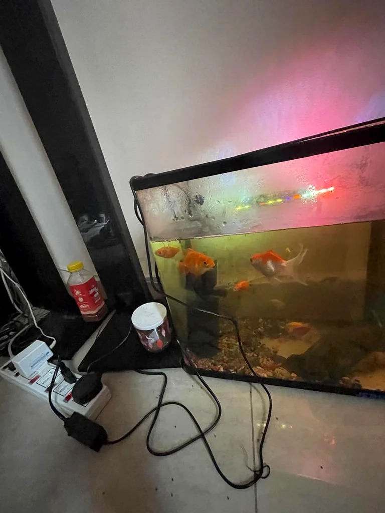 Fish Tank filer with 9 fishes63264077391875112