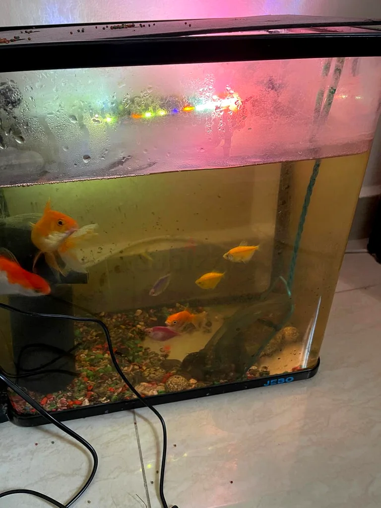 Fish Tank filer with 9 fishes63264077391875113