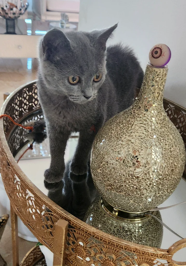 أنثى قط بريطاني قصير الشعر63173152516225111