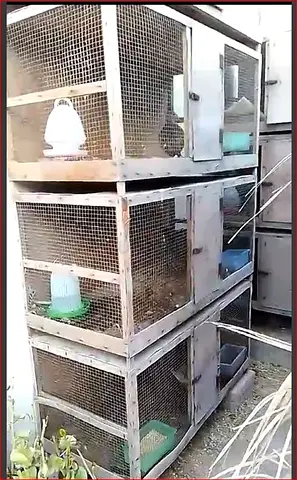 1 Spacious Wooden Pet Cage for Sale - Perfect for Small Animals!