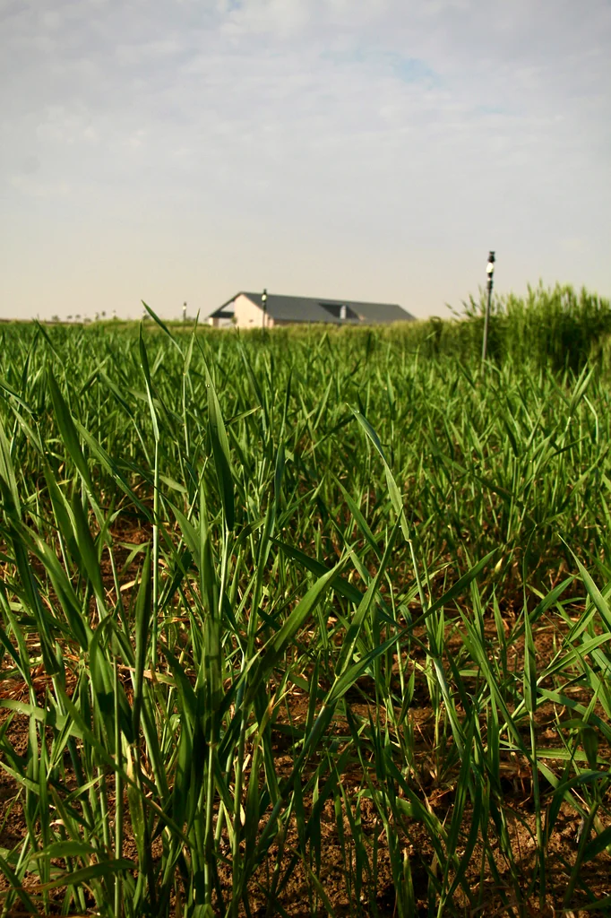 Cavita Biocomplex Organic fertilizer63258656707459112