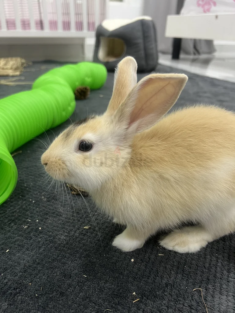 Bunny for adoption!62866838818689111