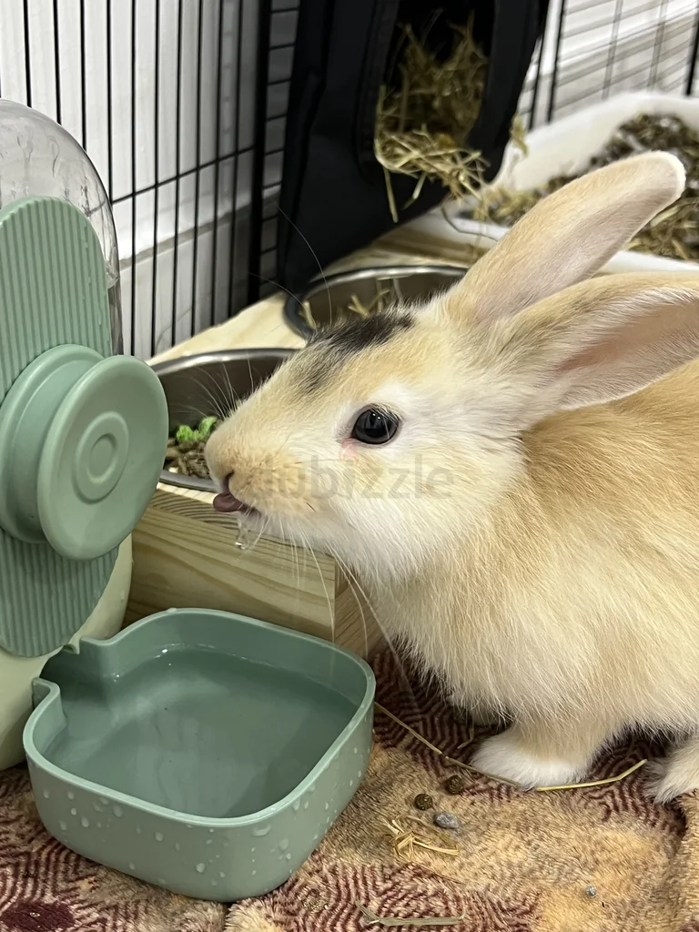 Bunny for adoption!628668388186891120