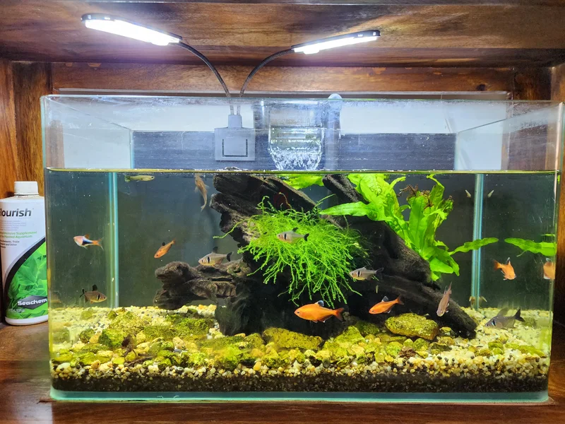 Planted aquarium for sale62930650306434119