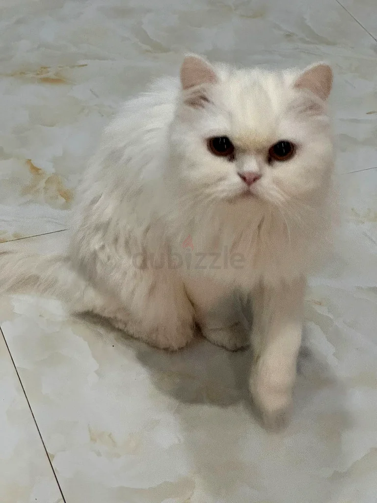 Pure persian cat - قطة شيرازي بيور63232162761730114