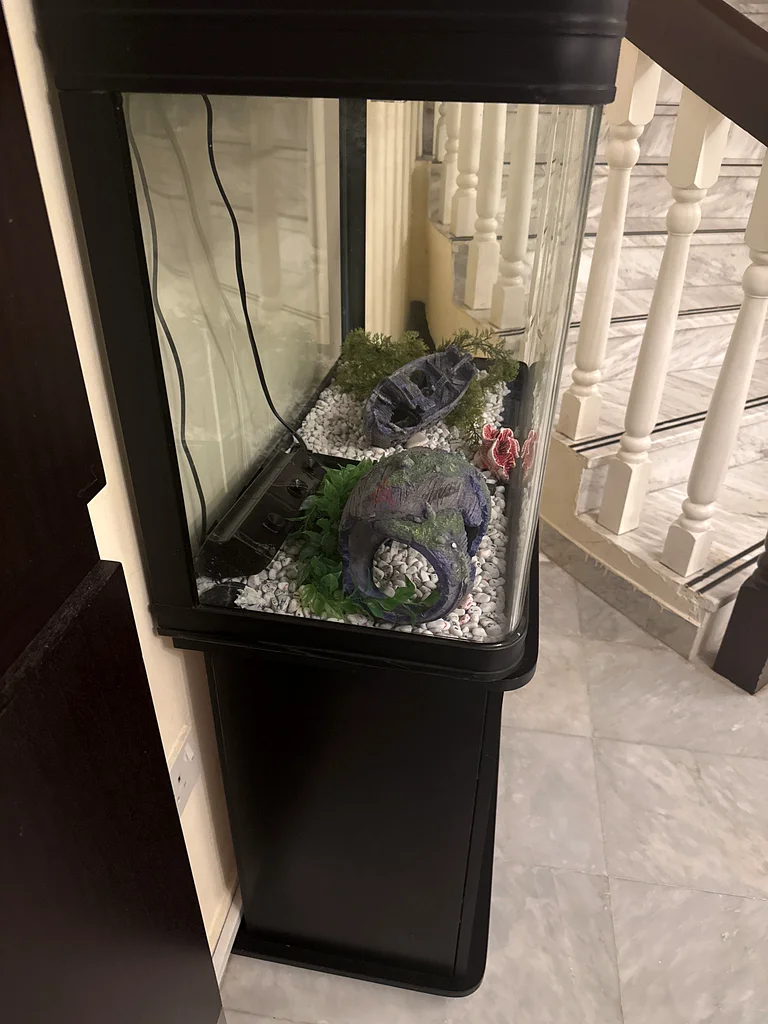 حوض السمك63232648922498112