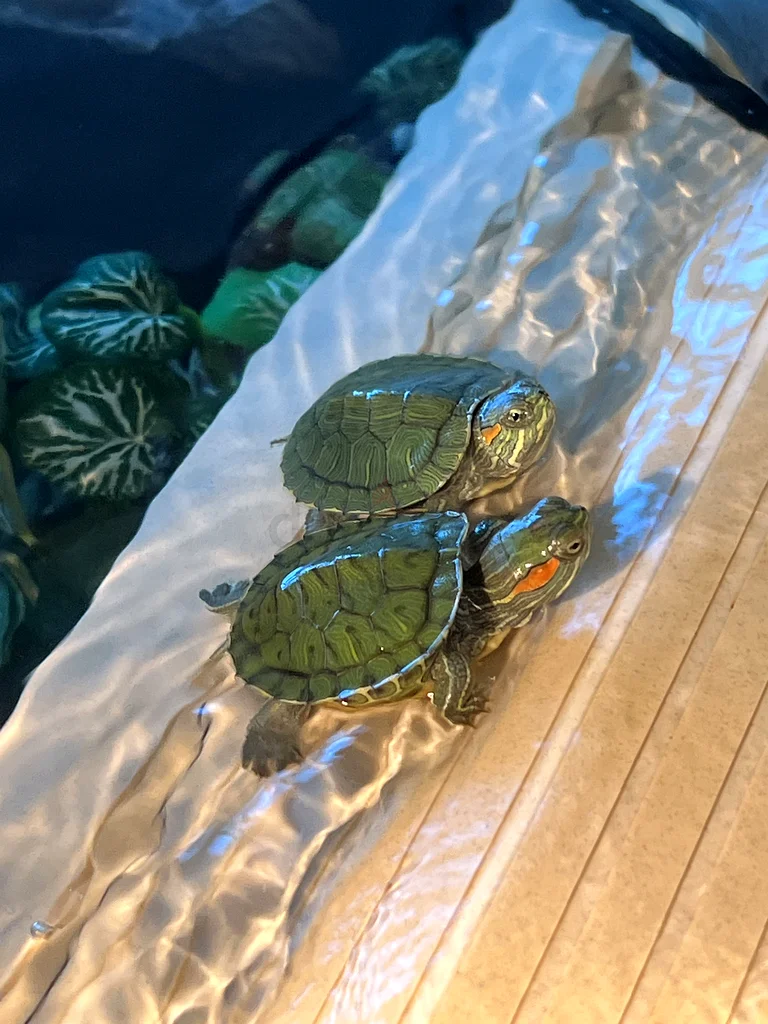Turtle tank (TORTUM 75) with full extras and accessories63263493972481111