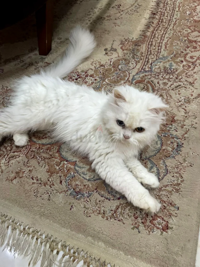 Pure persian cat  - قطة شيرازي بيور63231686712451117