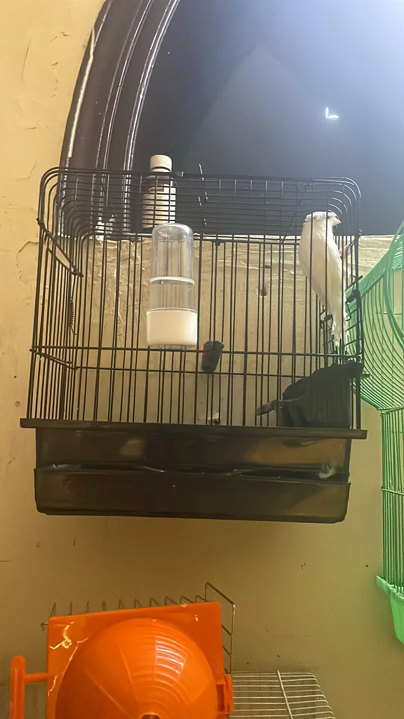 Blue Multi-Tier Hamster Cage for Sale!63232159189378114