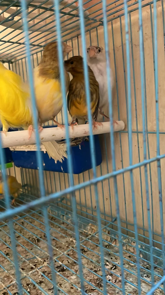 Blue Multi-Tier Hamster Cage for Sale!63232159189378113